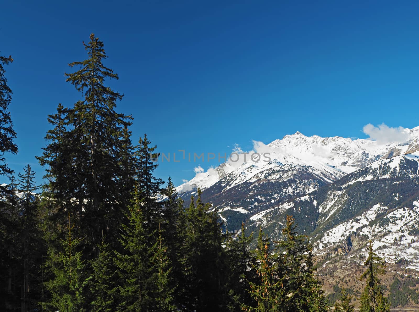 spruce tree forest and french Savoy alpes mountain top in sunny day