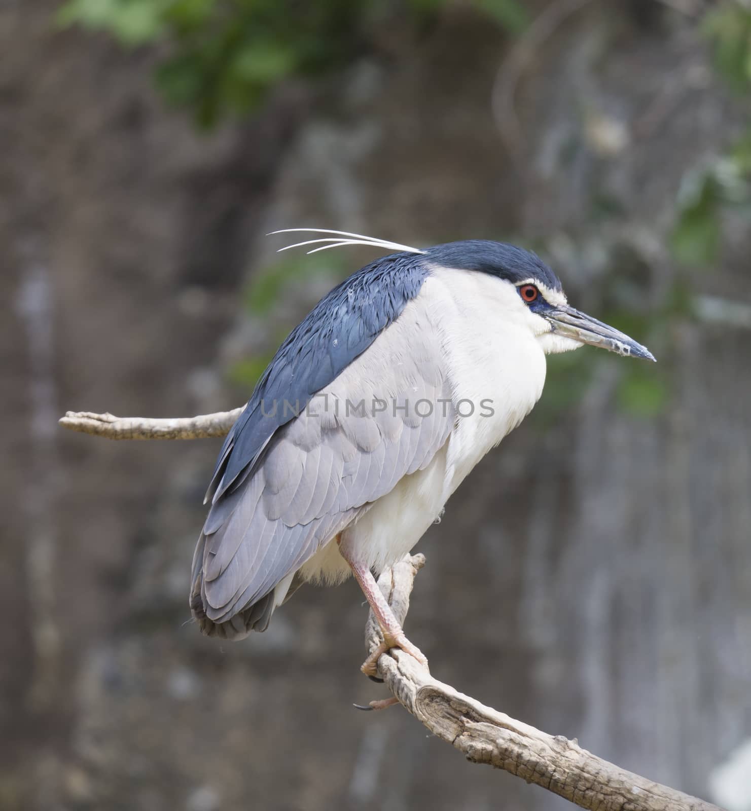 Close up Black Crowned Night Heron, Nycticorax nycticoras sitting on bare tree branche, selective focus by Henkeova