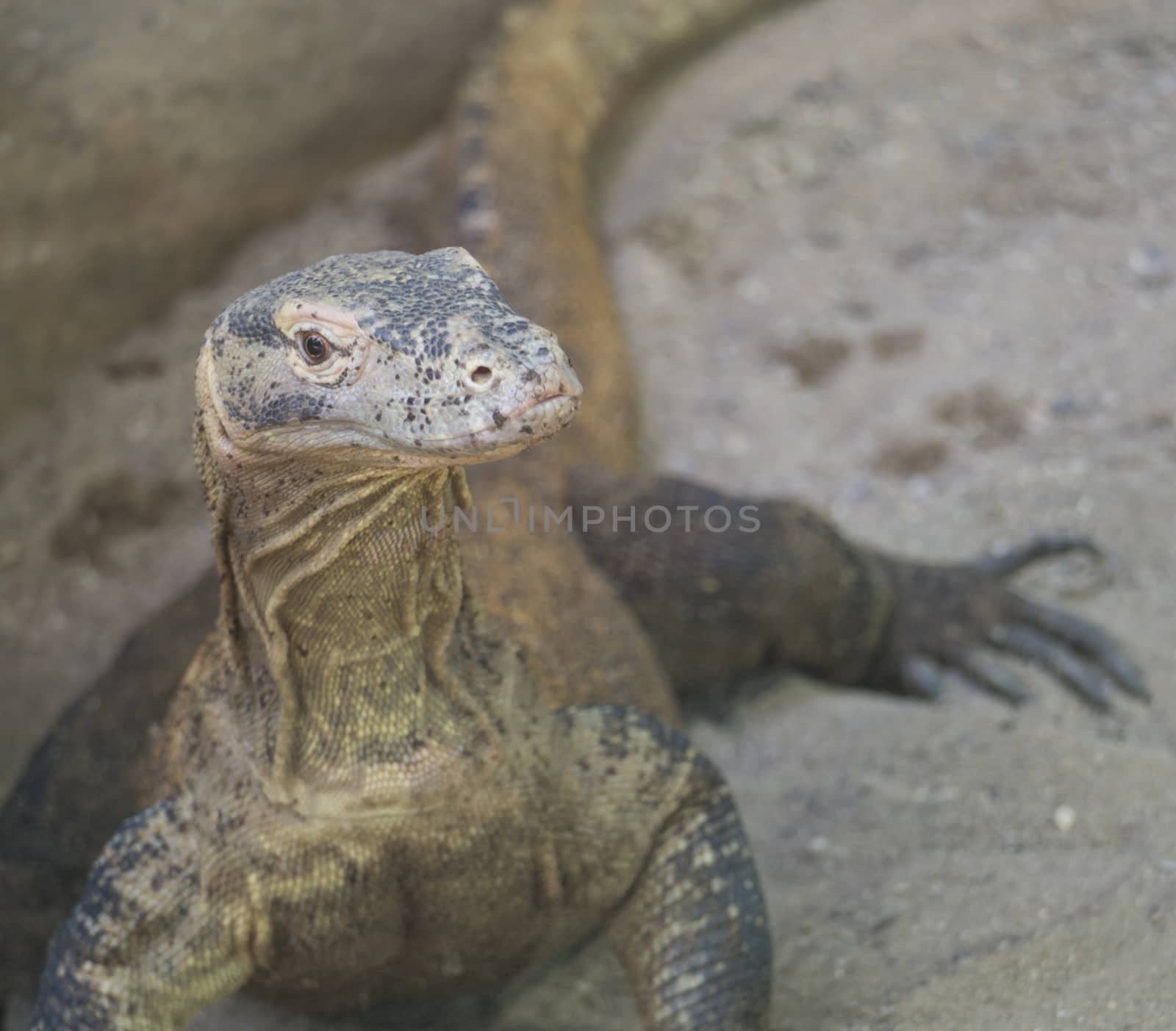 Close up of Iguana Ctenosaura clarki, commonly known as Balsas armed lizard, Michoacan dwarf spiny tailed iguana or nopiche. Looking to the camera selective focus, copy space. by Henkeova