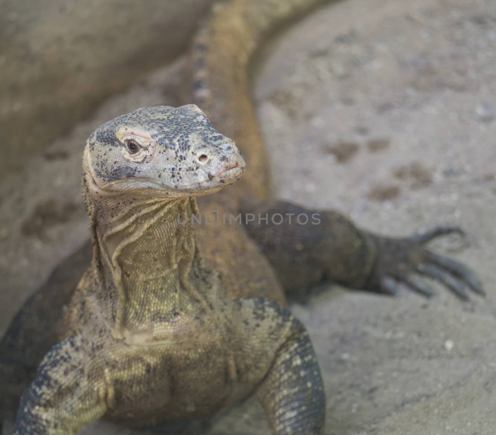 Close up Iguana Ctenosaura clarki, commonly known as Balsas armed lizard, Michoacan dwarf spiny tailed iguana or nopiche. Looking to the camera selective focus, copy space.