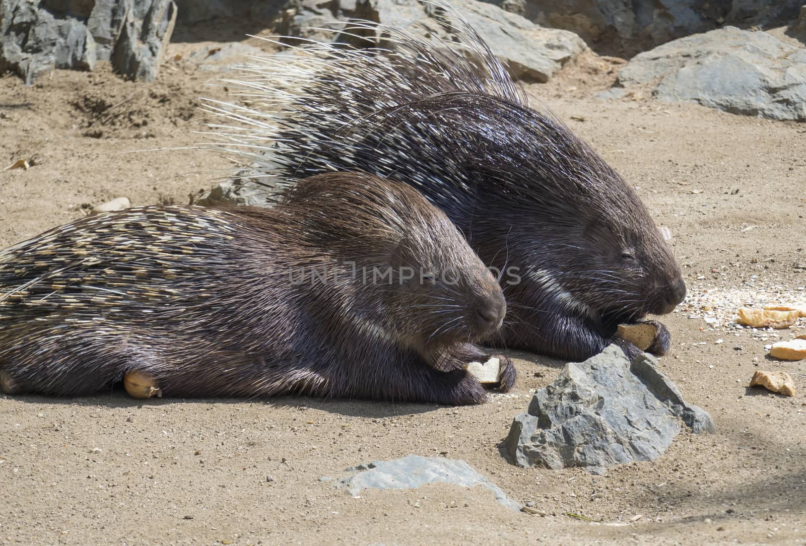 Close up portrait of Indian Crested Porcupine, Hystrix indica couple eating vegetables and bread, outdoor sand and rock background