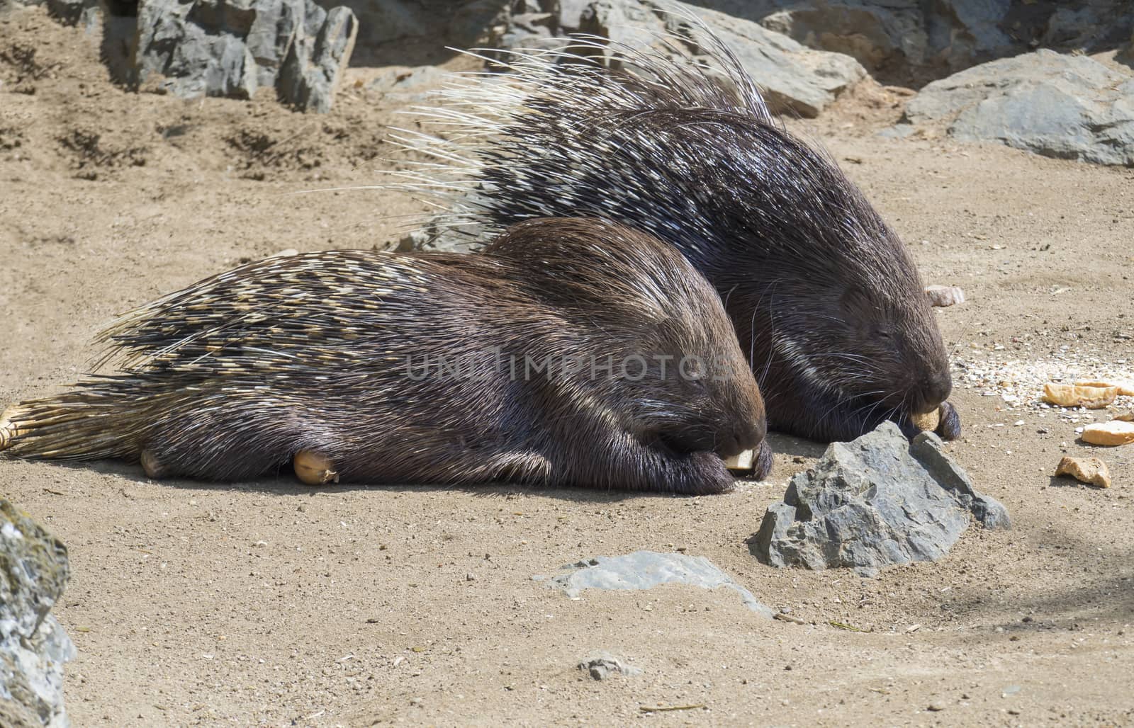 Close up portrait of Indian Crested Porcupine, Hystrix indica couple eating vegetables and bread, outdoor sand and rock background. by Henkeova
