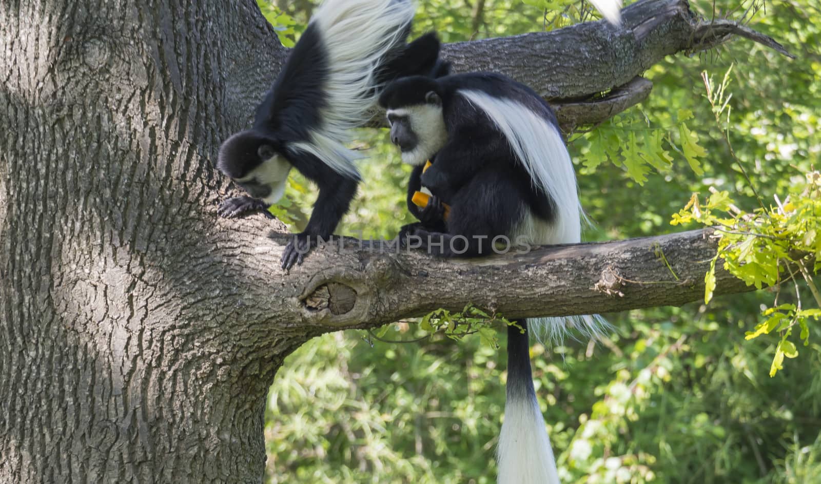couple of young Mantled guereza monkey also named Colobus guereza eating fruits sitting on tree branch, natural sunlight, copy space.