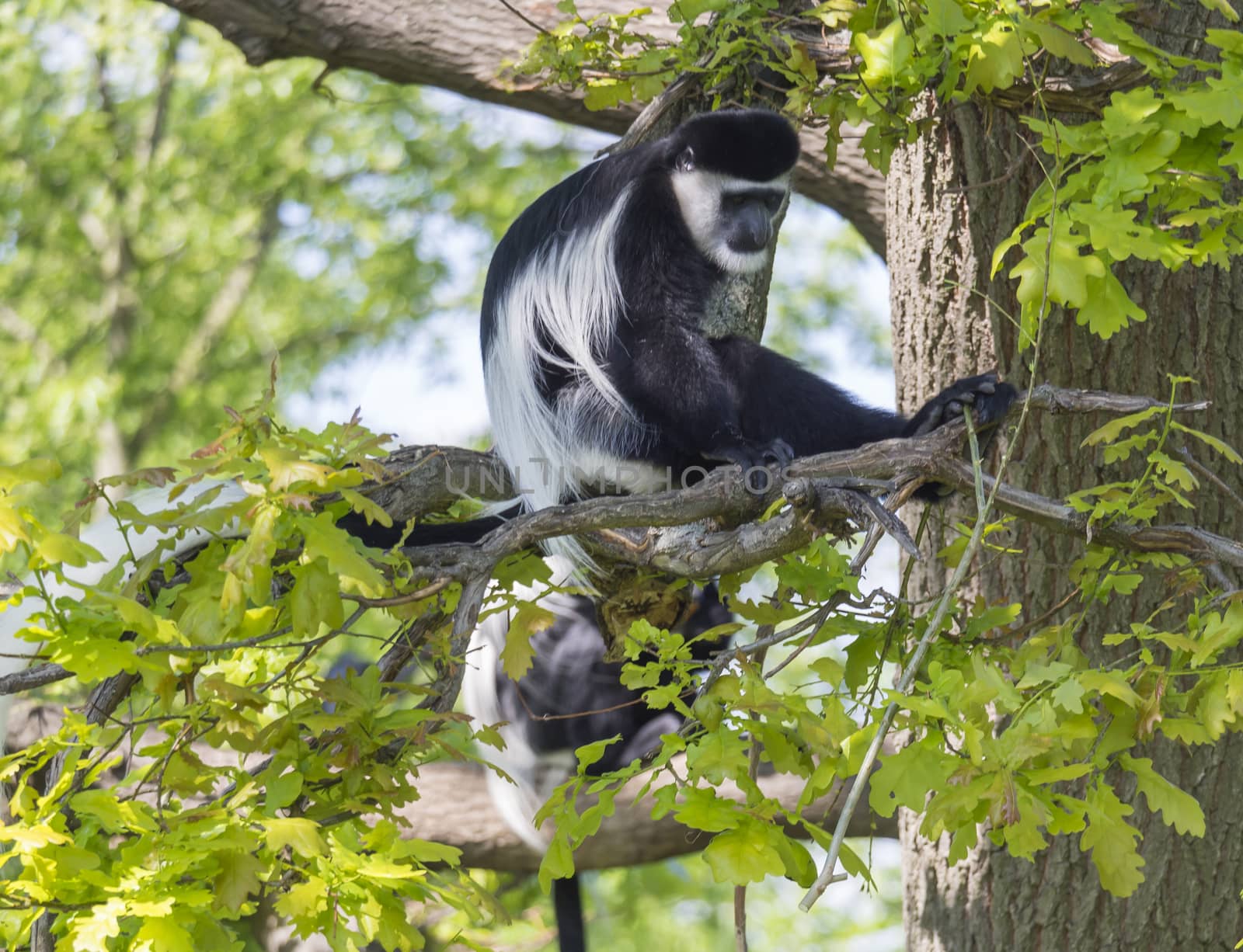 young Mantled guereza monkey also named Colobus guereza sitting on tree branch, natural sunlight, copy space by Henkeova