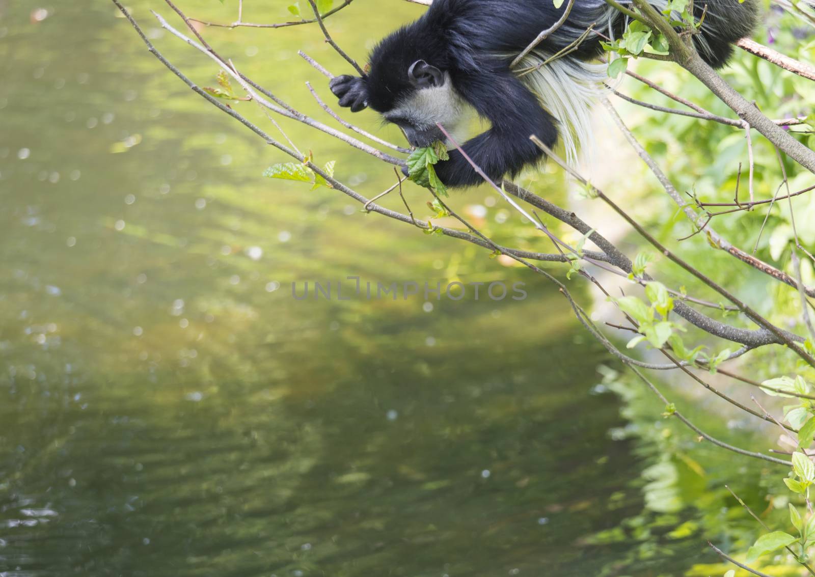 young baby Mantled guereza monkey also named Colobus guereza eating tree leaves, climbing tree branch over the water, natural sunlight, copy space.