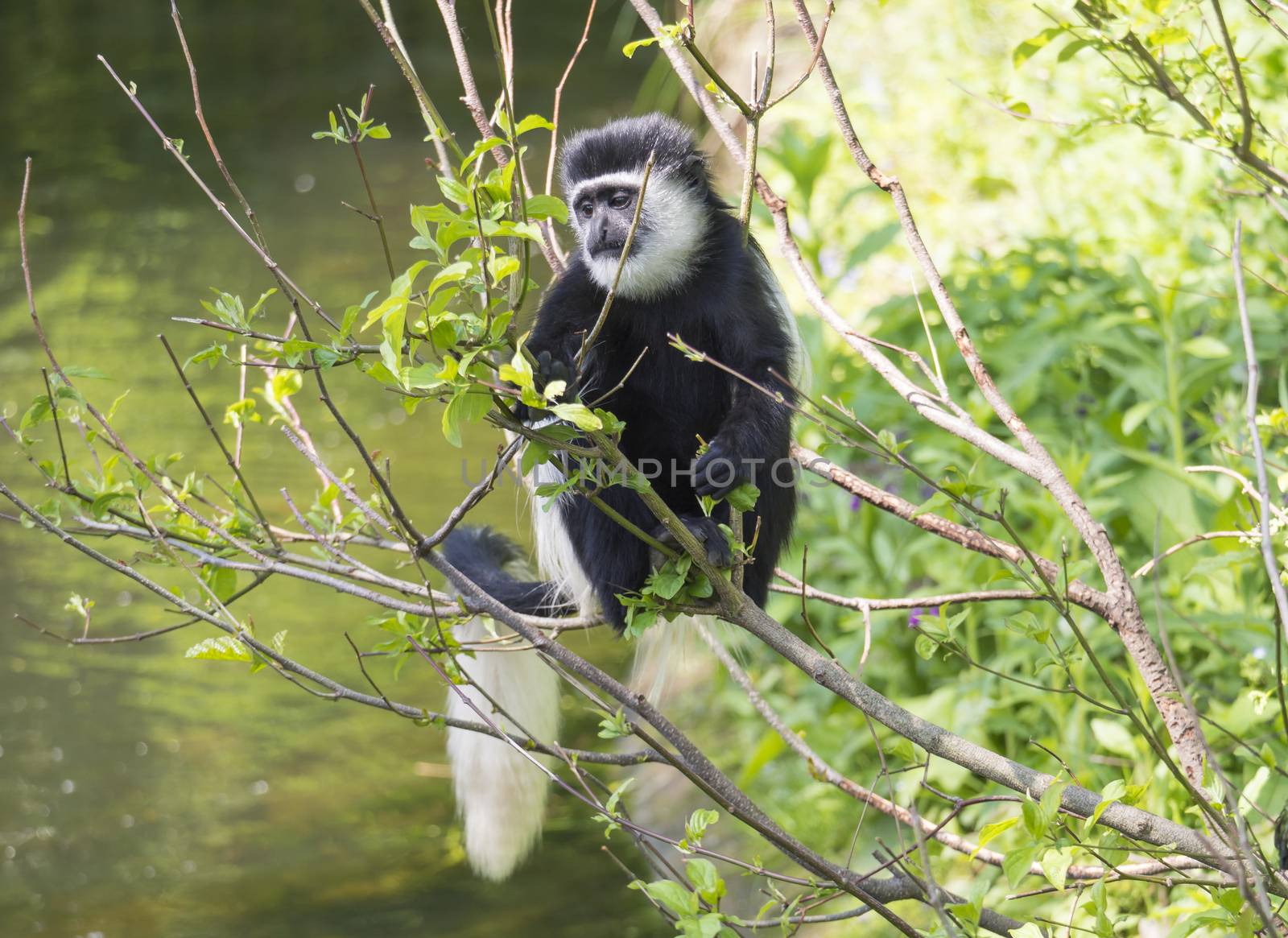 young baby Mantled guereza monkey also named Colobus guereza eating tree leaves, climbing tree branch over the water, natural sunlight, copy space by Henkeova