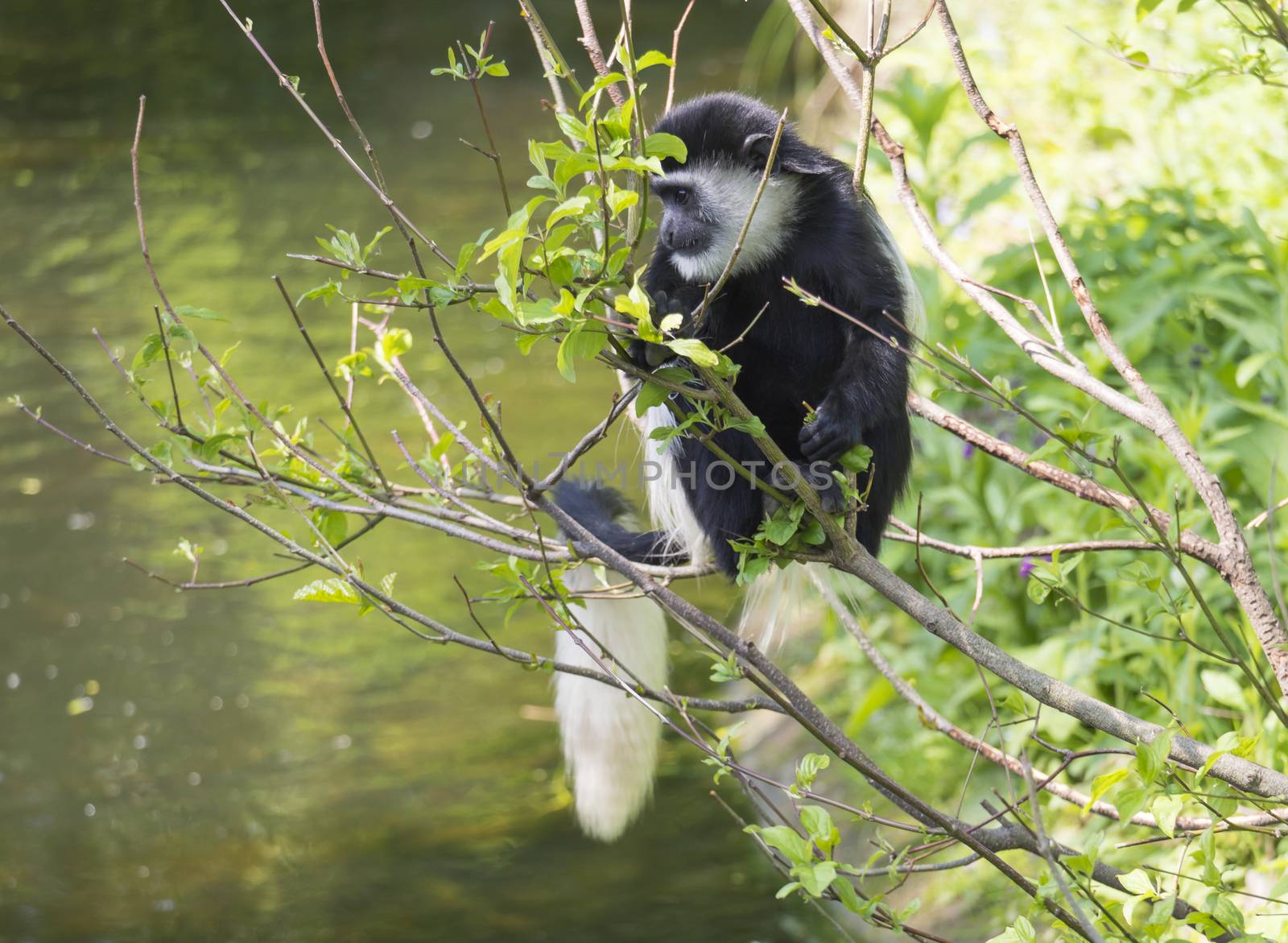 young baby Mantled guereza monkey also named Colobus guereza eating tree leaves, climbing tree branch over the water, natural sunlight, copy space by Henkeova