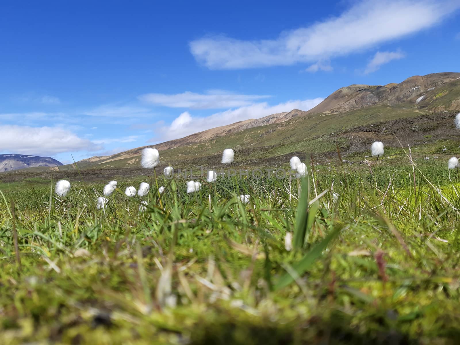 Scheuchzer's cottongrass, or white cottongrass, Eriophorum scheuchzeri in a Icelandic landscape by kb79