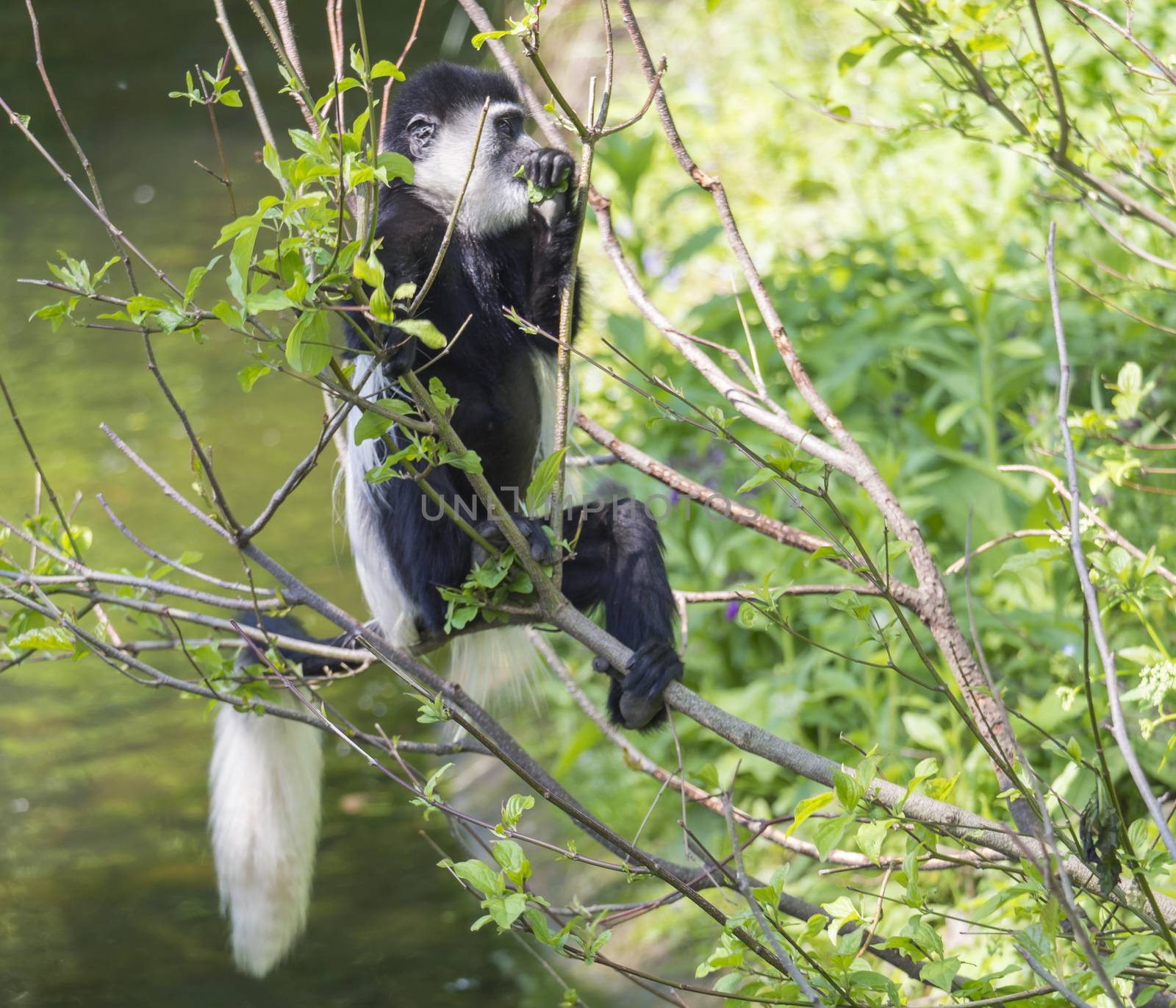 young baby Mantled guereza monkey also named Colobus guereza eating tree leaves, climbing tree branch over the water, natural sunlight, copy space by Henkeova