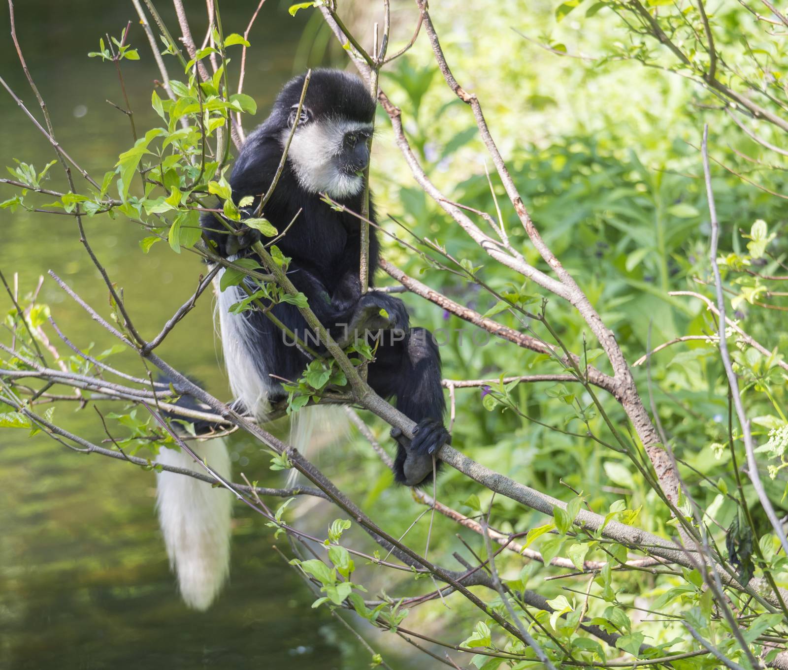 young baby Mantled guereza monkey also named Colobus guereza eating tree leaves, climbing tree branch over the water, natural sunlight, copy space.