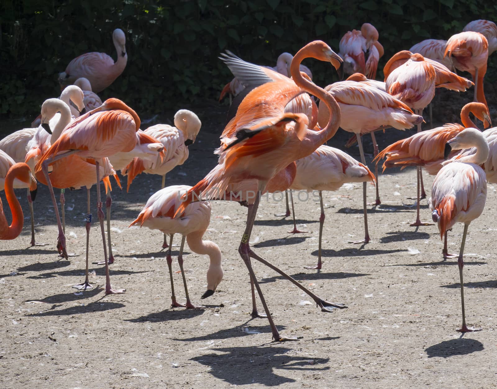 Group of red and pink flamingos standing on dirt. Chilean flamingo Phoenicopterus chilensis and The American flamingo Phoenicopterus ruber. by Henkeova