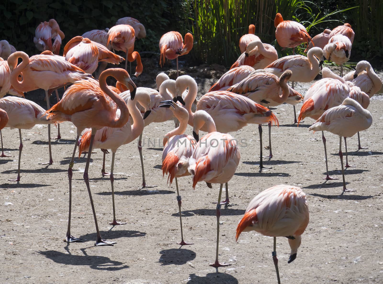 Group of red and pink flamingos standing on dirt. Chilean flamingo Phoenicopterus chilensis and The American flamingo Phoenicopterus ruber