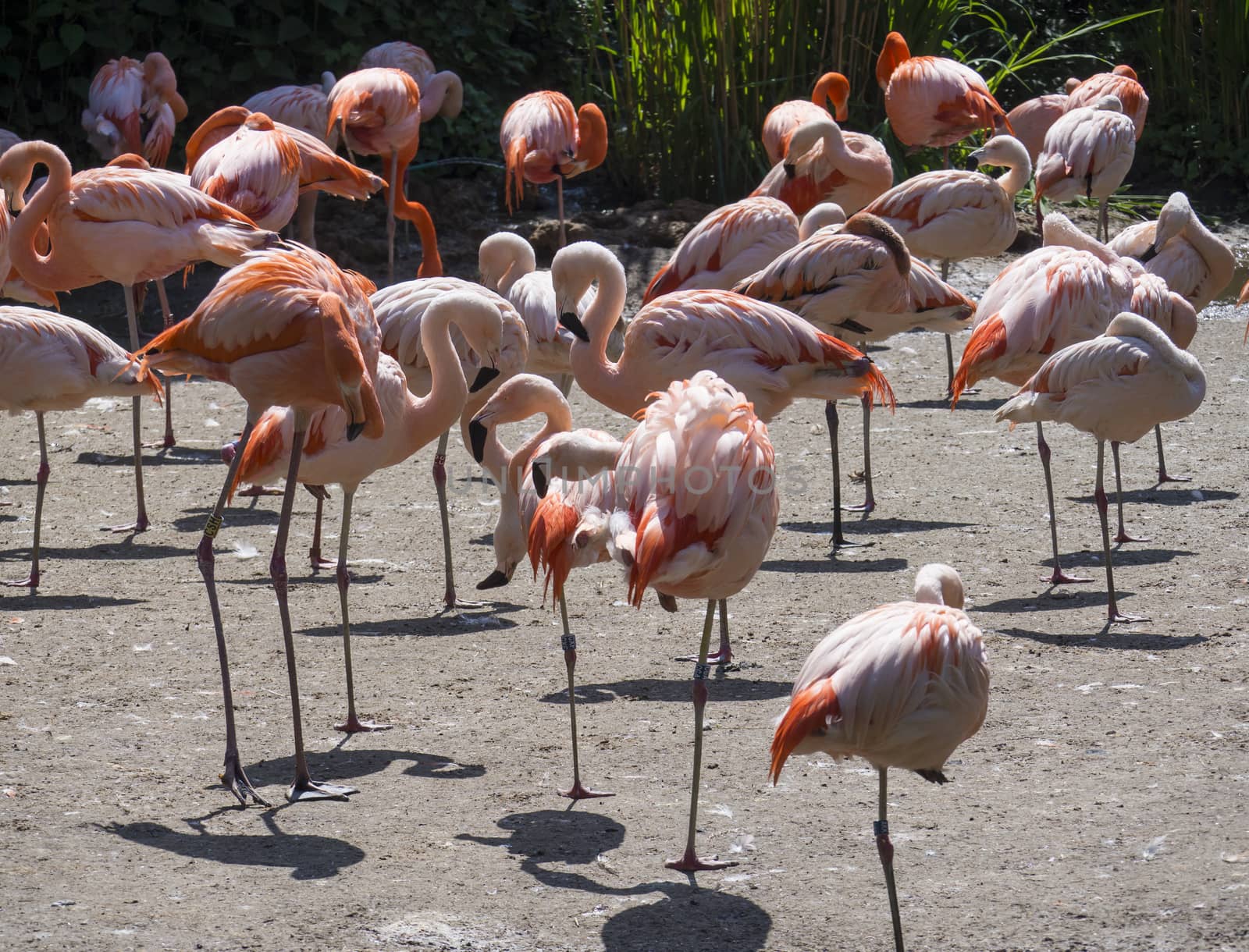 Group of red and pink flamingos standing on dirt. Chilean flamingo Phoenicopterus chilensis and The American flamingo Phoenicopterus ruber