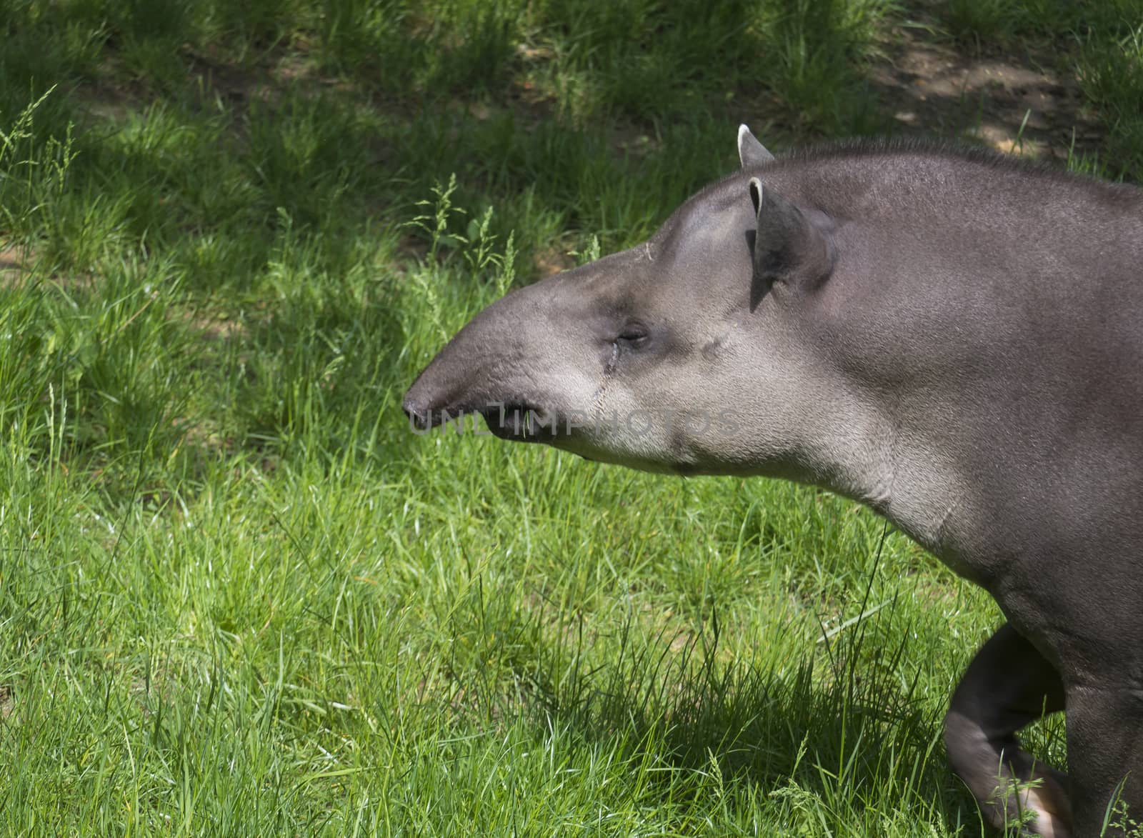 South American tapir portrait Tapirus terrestris walking in grass in its habitat.