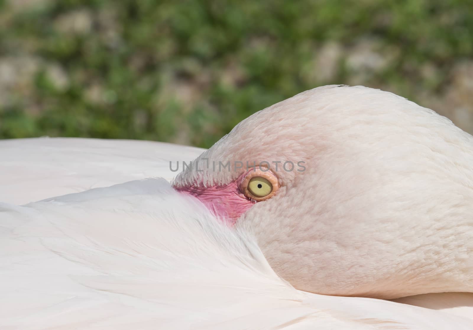 Beautiful Close up Portrait of a Pink Flamingo The greater flamingo Phoenicopterus roseus, focus on eye, copy space by Henkeova