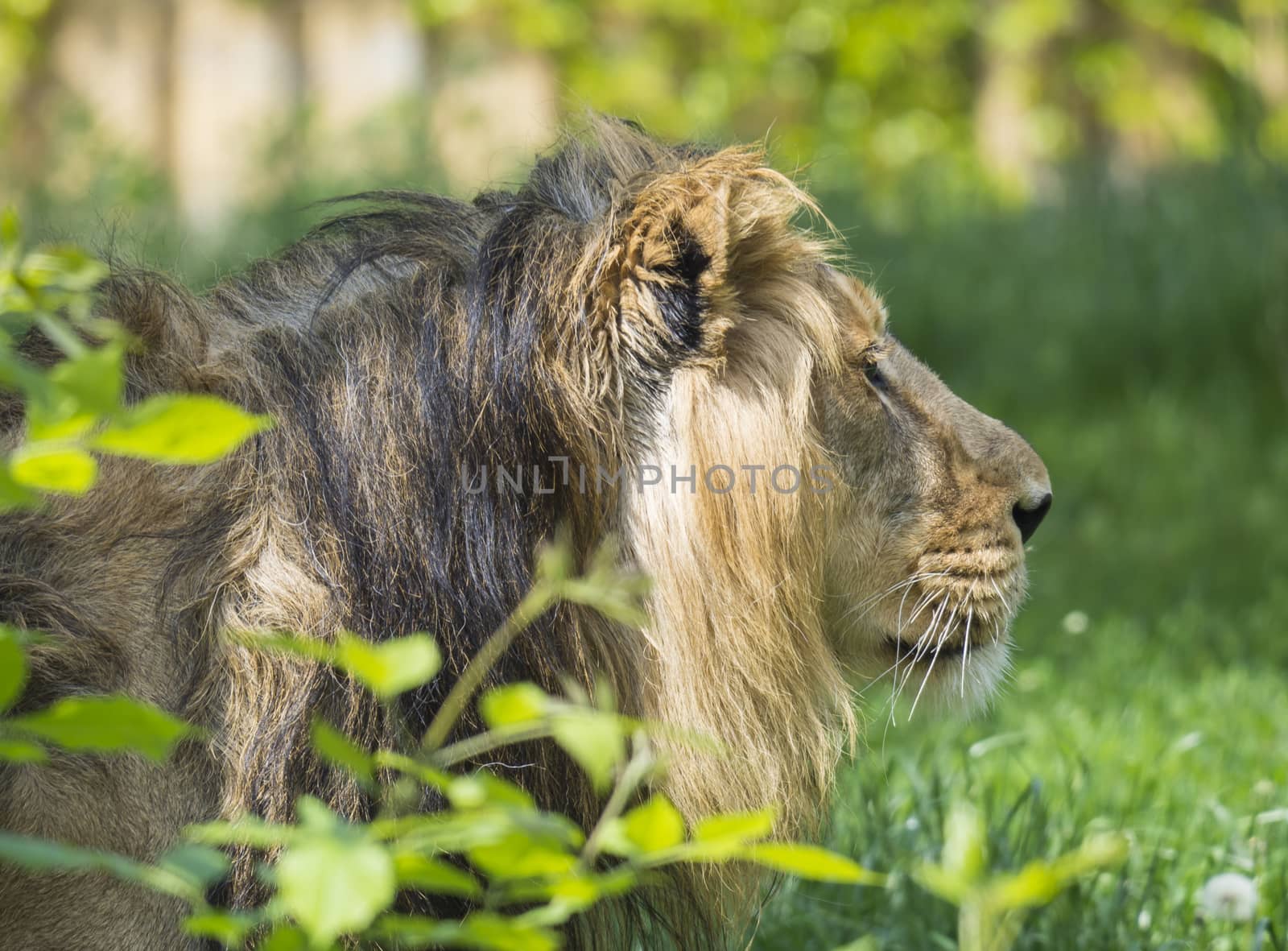 close up portrait in profile of head an Asiatic lion, Panthera leo persica, walking in the grass The King of beasts, biggest cat of the world. The most dangerous and mighty predator of the world. Beauty of the wildlife.