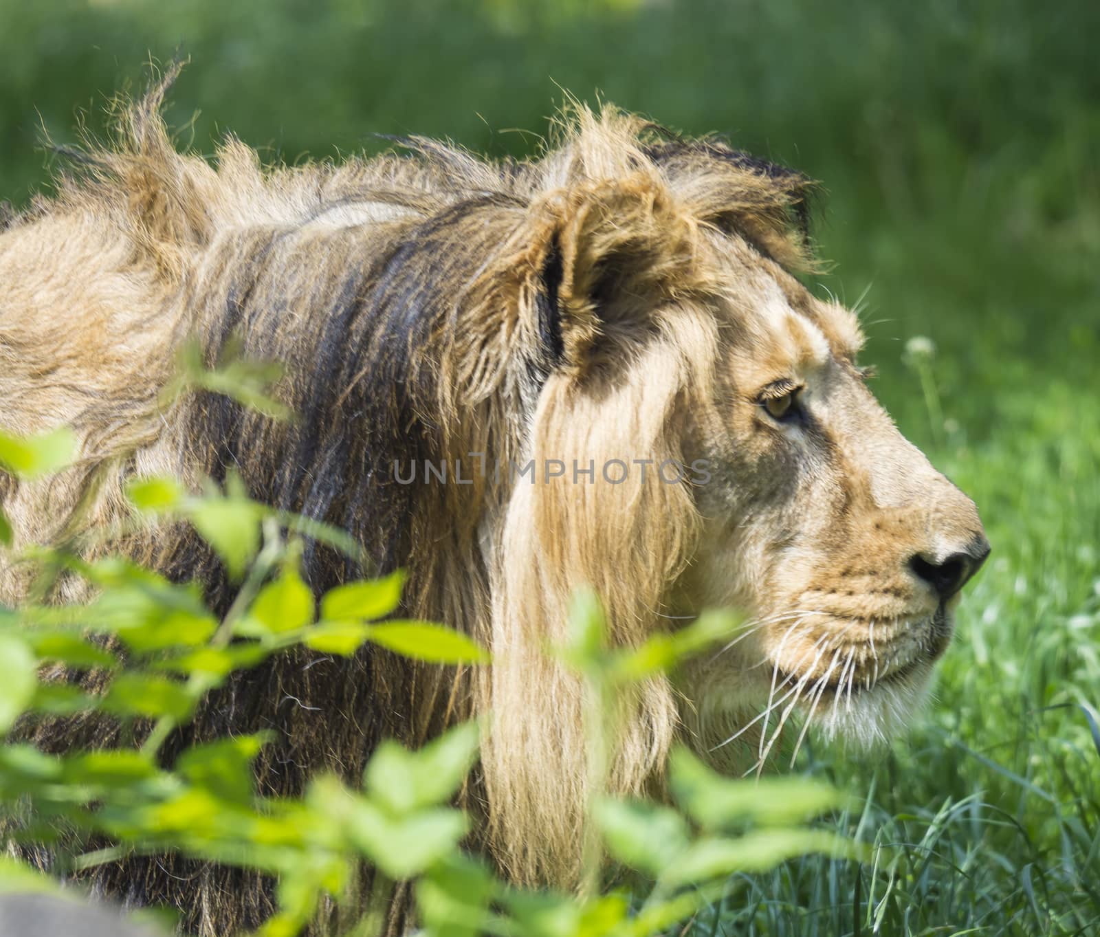 close up portrait in profile of head an Asiatic lion, Panthera leo persica, walking in the grass The King of beasts, biggest cat of the world. The most dangerous and mighty predator of the world. Beauty of the wildlife.