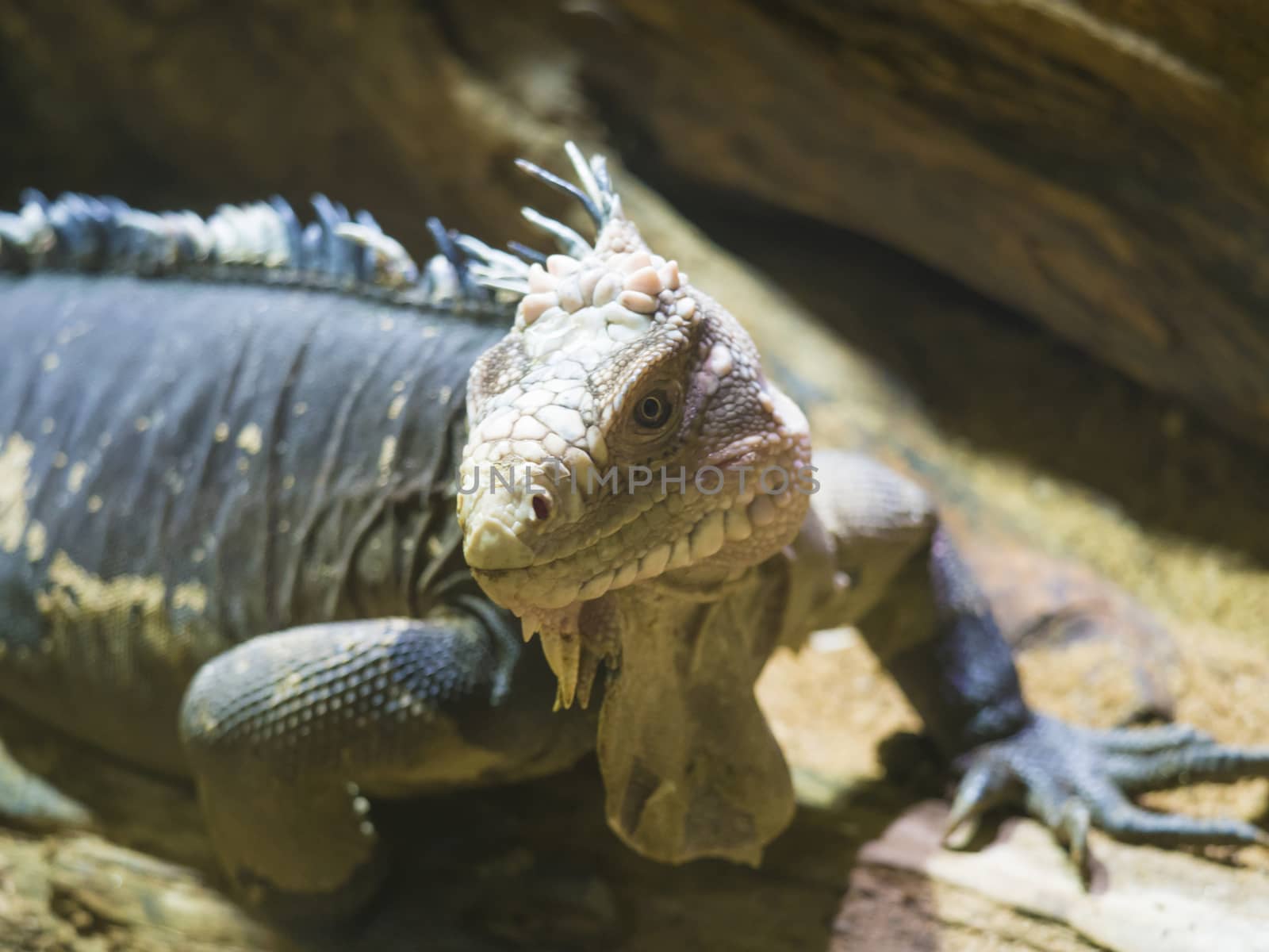 Close up portrait of a lesser Antillean iguana. Igauana delicatissima is a large arboreal lizard endemic to the Lesser Antilles, critically endangered large arboreal lizard. Selective focus on eye