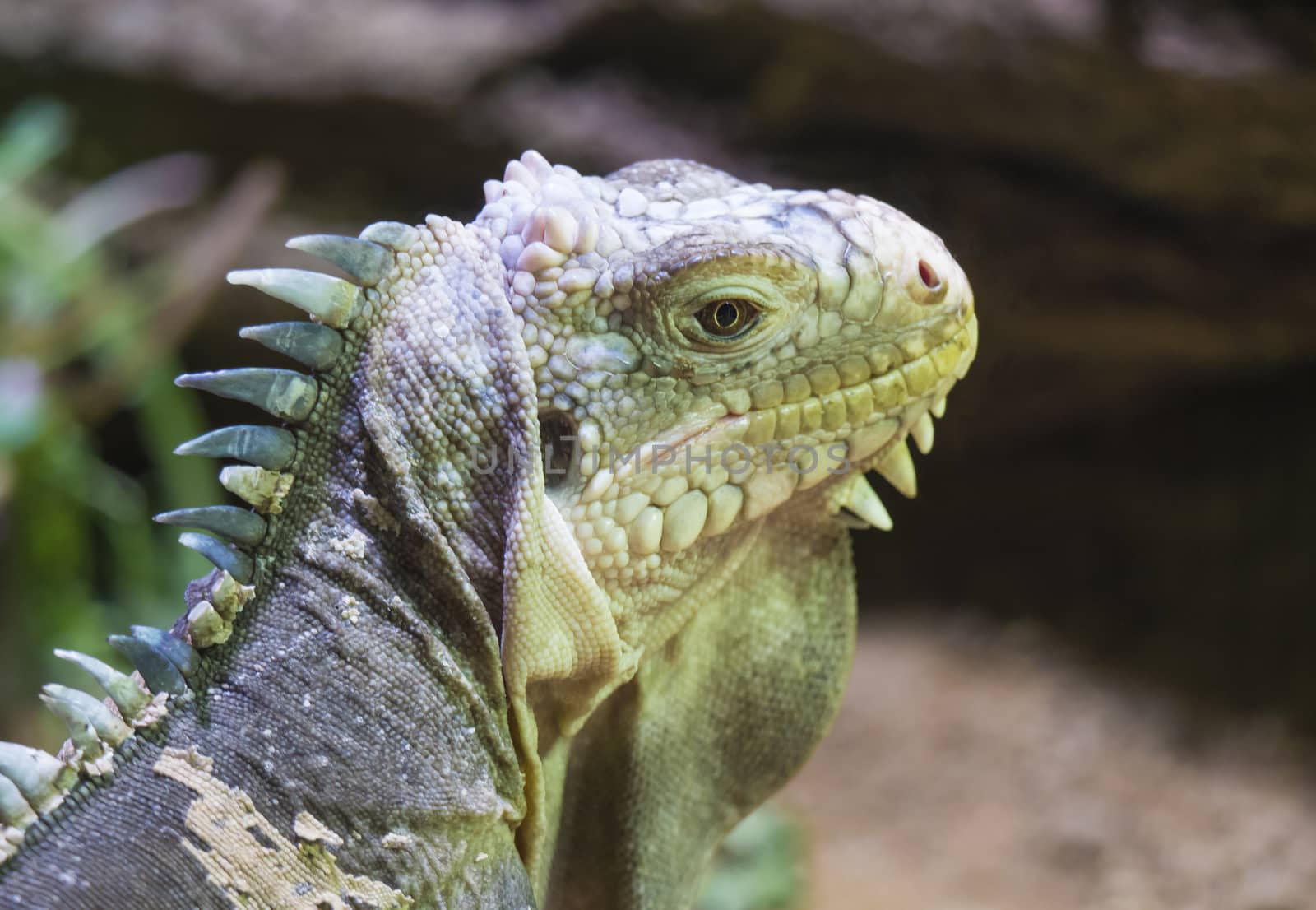 Close up portrait of a lesser Antillean iguana. Igauana delicatissima is a large arboreal lizard endemic to the Lesser Antilles, critically endangered large arboreal lizard. Selective focus on eye. by Henkeova