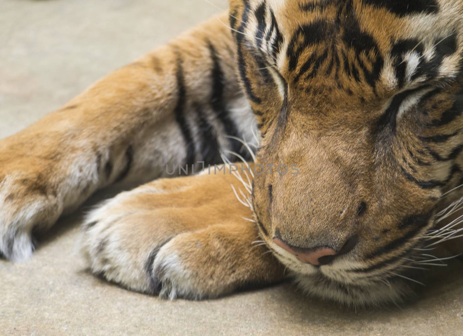 Close up portrait head of Tiger sleeping with head on his paws. Malayan tiger, PANTHERA TIGRIS JACKSONI lying on the ground, selective focus