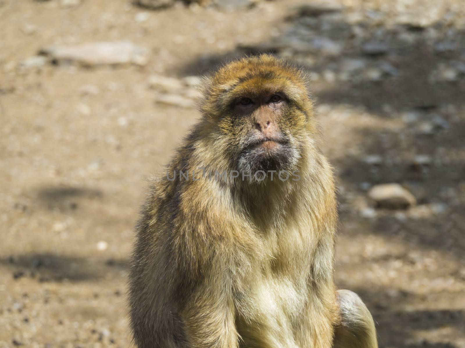 Close up portrait of Barbary macaque, Macaca sylvanus, looking to the camera, selective focus, copy space for text