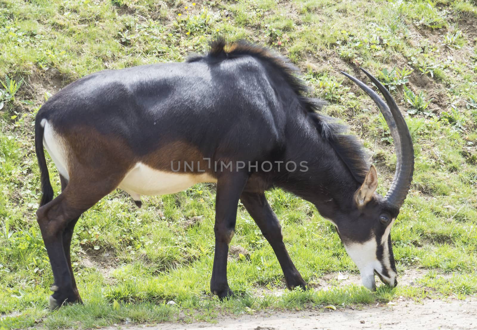 Close up portrait of male Sable antelope Hippotragus niger grazing on green grass. Sable antelope inhabits wooded savannah in East Africa south of Kenya, and in Southern Africa, and Angola. by Henkeova