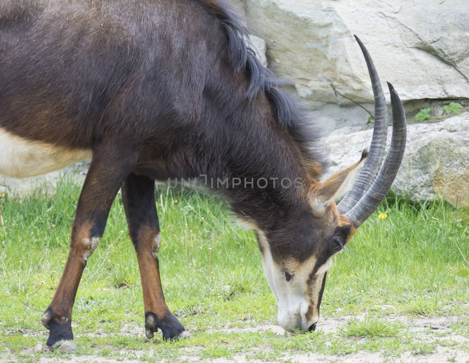 Close up portrait of male Sable antelope Hippotragus niger grazing on green grass. Sable antelope inhabits wooded savannah in East Africa south of Kenya, and in Southern Africa, and Angola