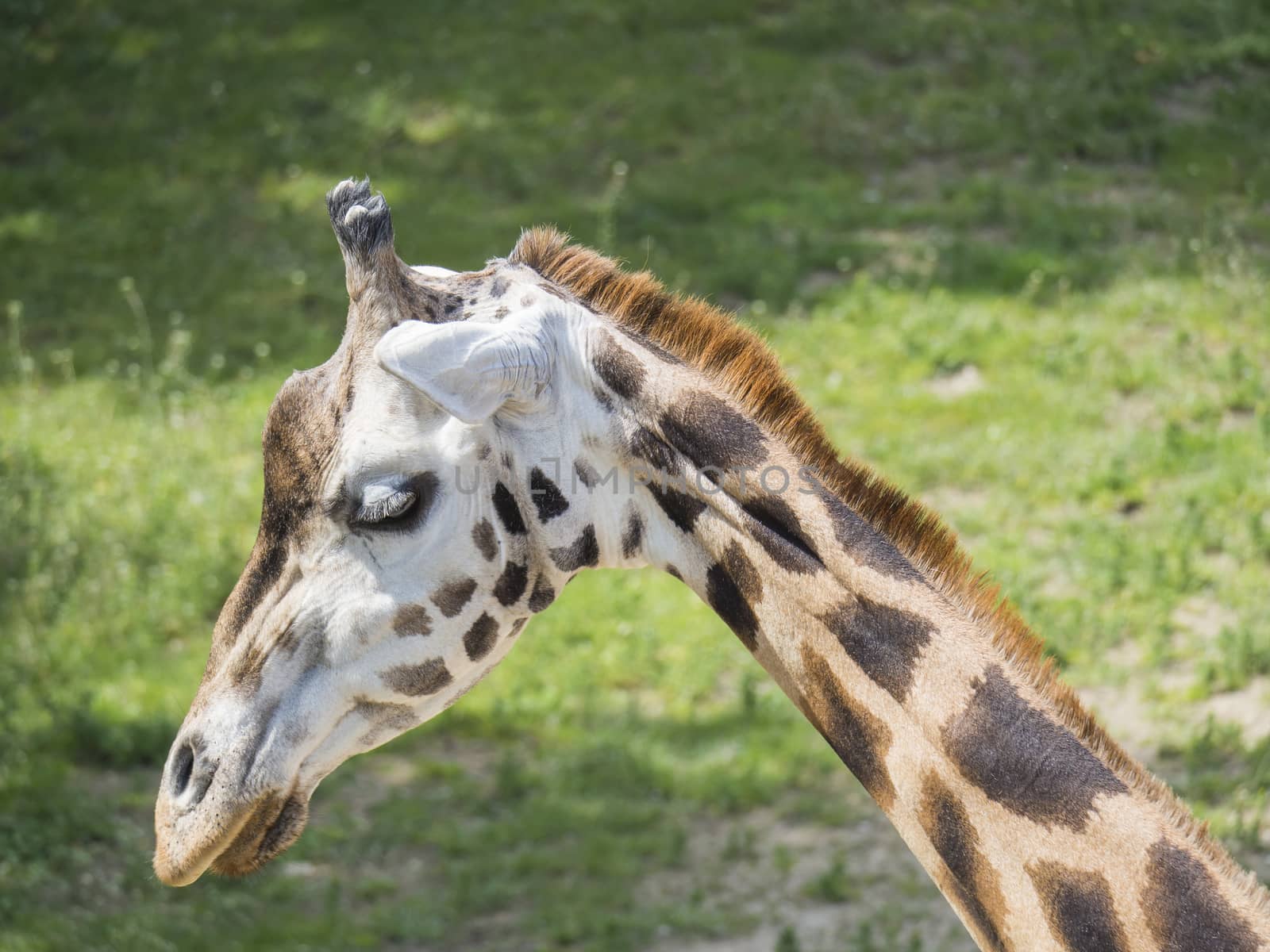Close up portrait of giraffe head, Giraffa camelopardalis camelopardalis Linnaeus, profile view, green bokeh background by Henkeova