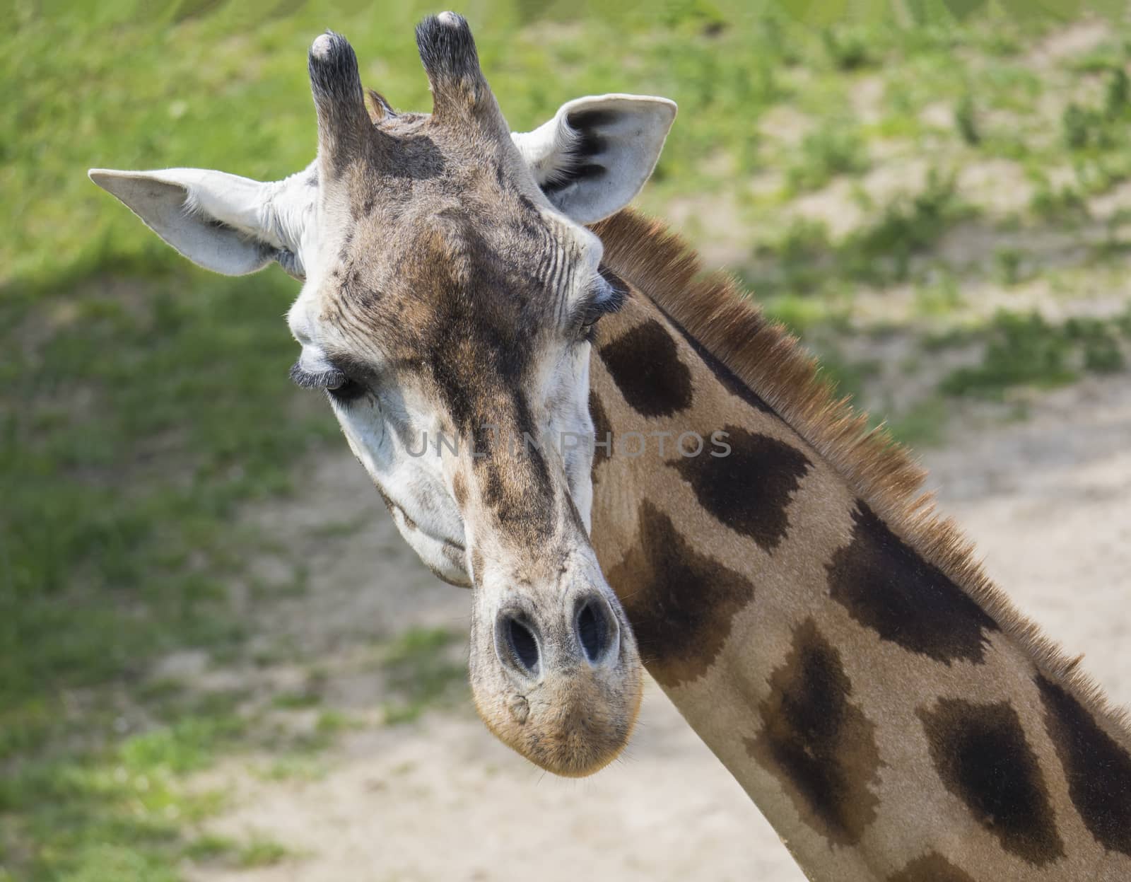 Close up portrait of giraffe head, Giraffa camelopardalis camelopardalis Linnaeus, frontal view, green bokeh background.