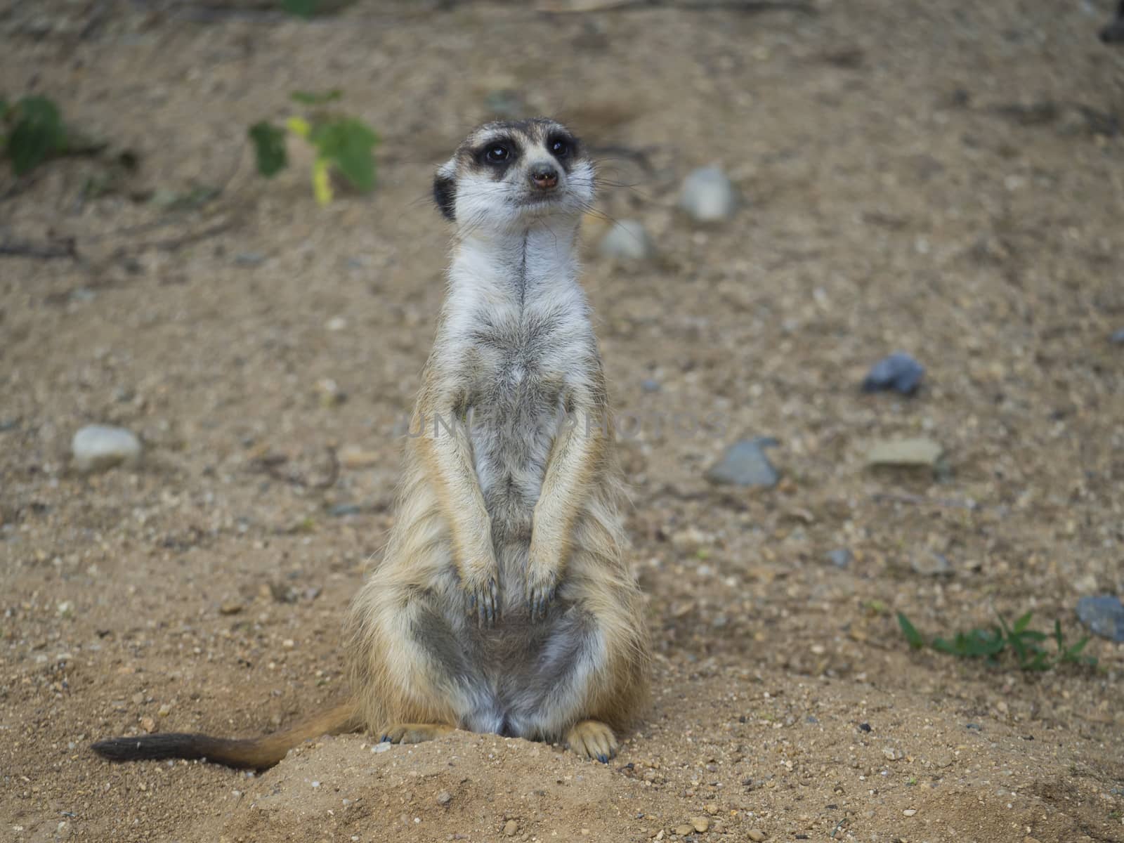 Close up portrait of standing meerkat or suricate, Suricata suricatta frontal view, looking to the camera, selective focus, copy space for text.