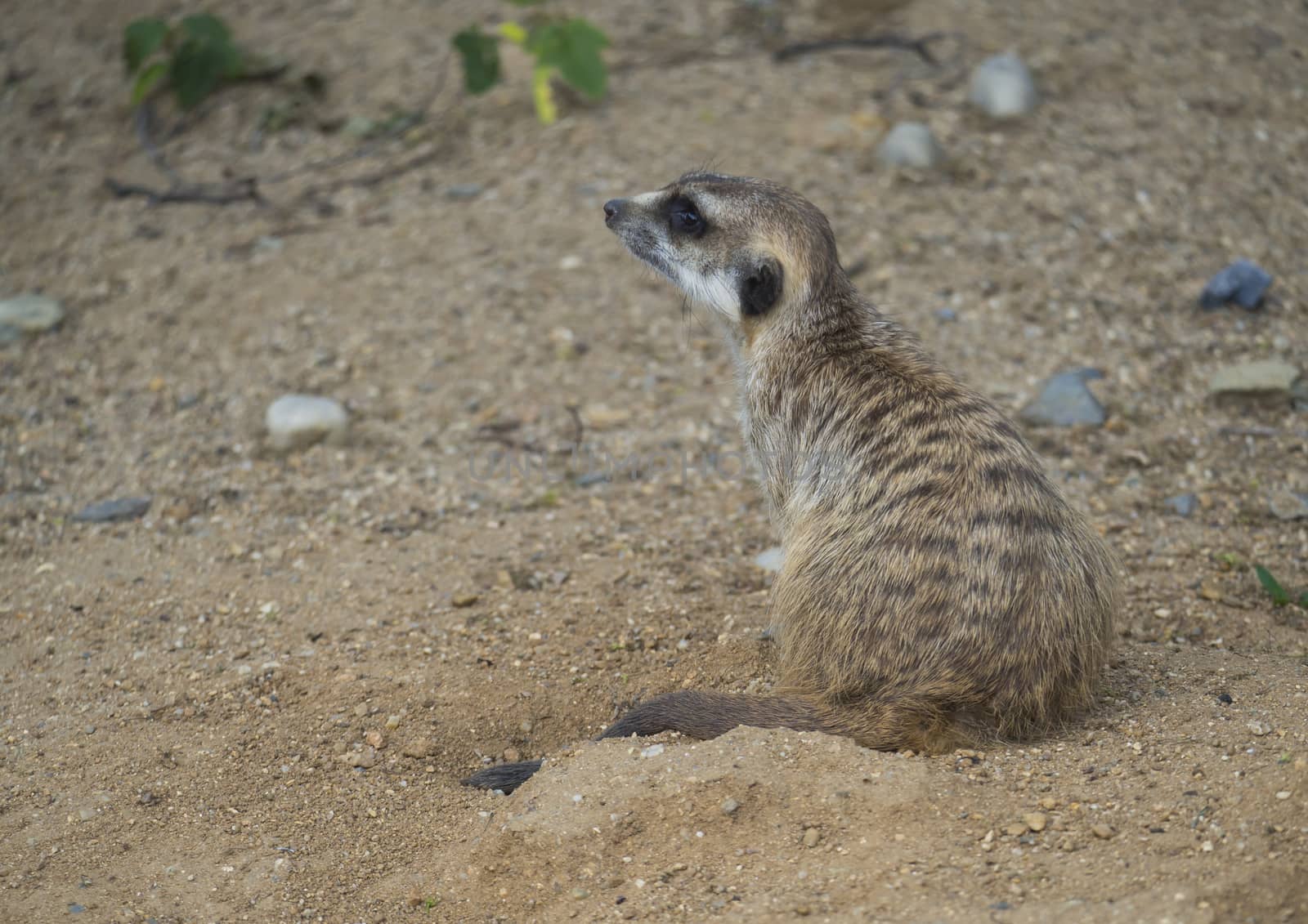 Close up portrait of sitting meerkat or suricate, Suricata suricatta profile side view, selective focus, copy space for text by Henkeova