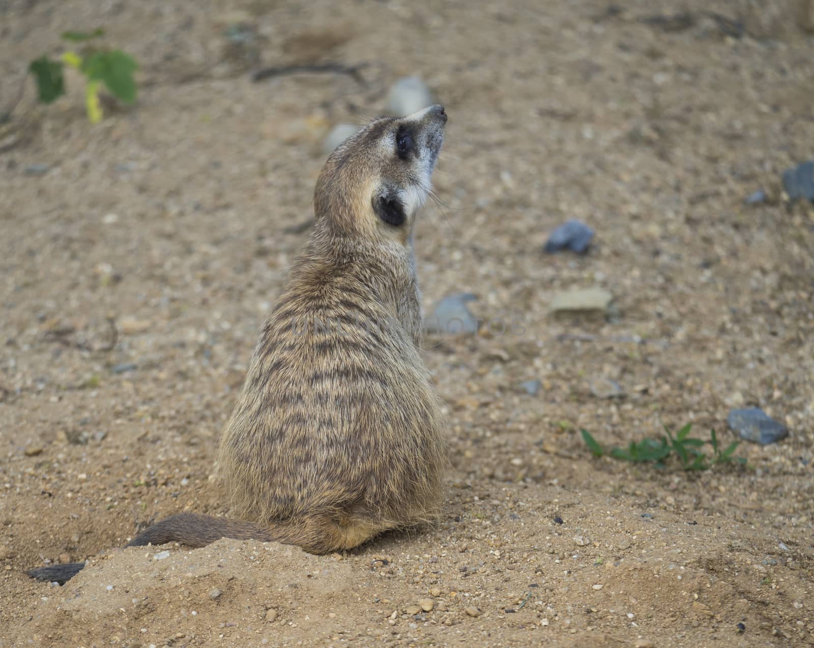 Close up portrait of sitting meerkat or suricate, Suricata suricatta profile side view, selective focus, copy space for text by Henkeova