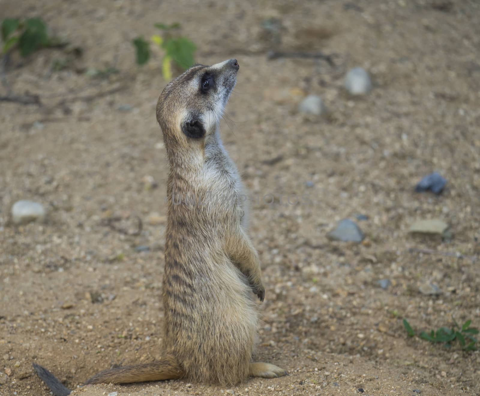 Close up portrait of standing meerkat or suricate, Suricata suricatta profile side view, selective focus, copy space for text by Henkeova