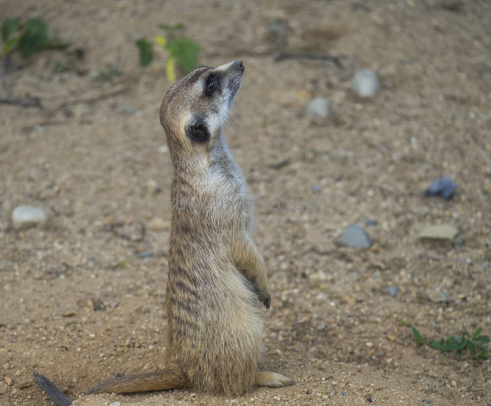 Close up portrait of standing meerkat or suricate, Suricata suricatta profile side view, selective focus, copy space for text.