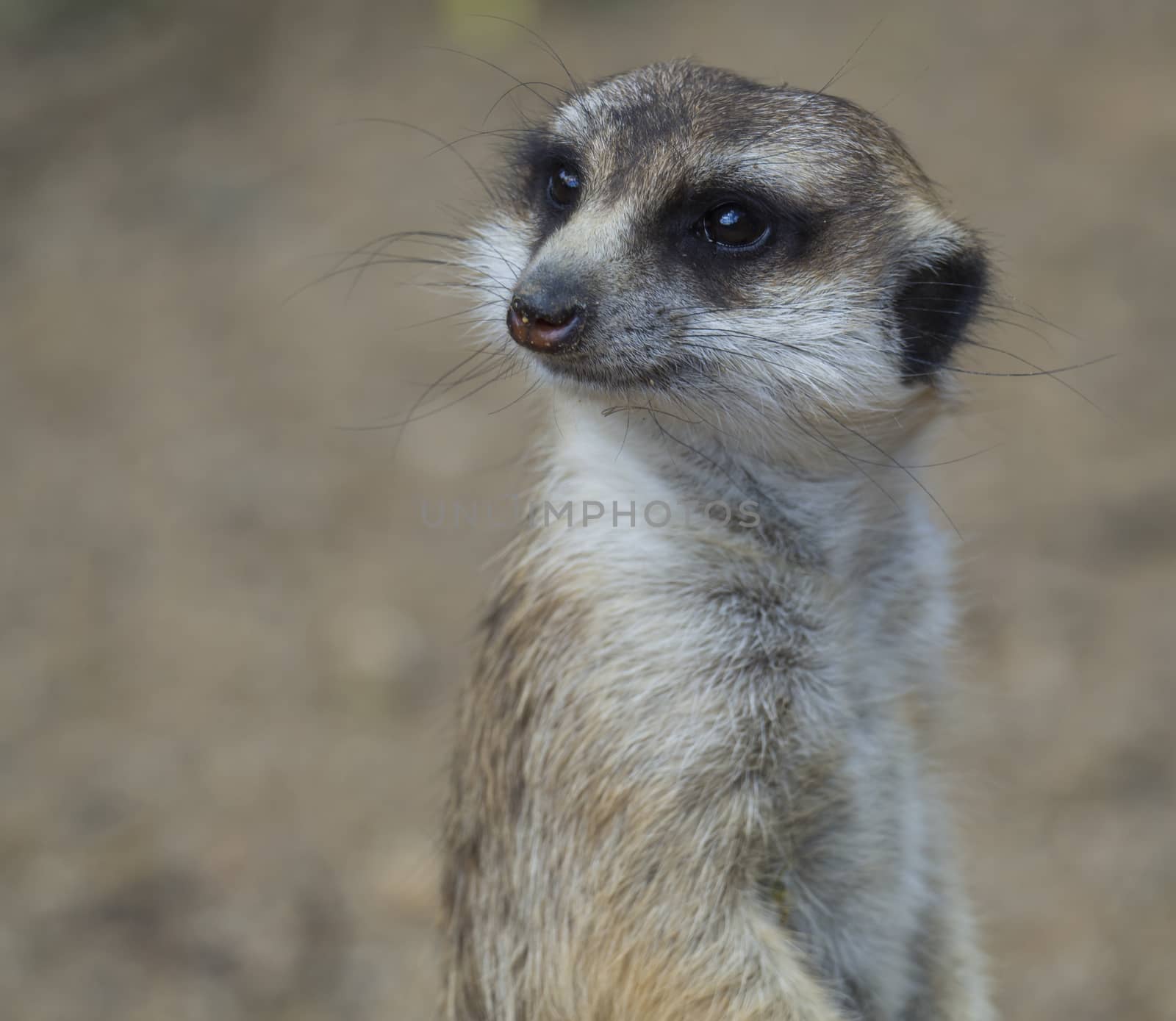 Close up portrait of meerkat or suricate, Suricata suricatta looking to the camera, selective focus, copy space for text.