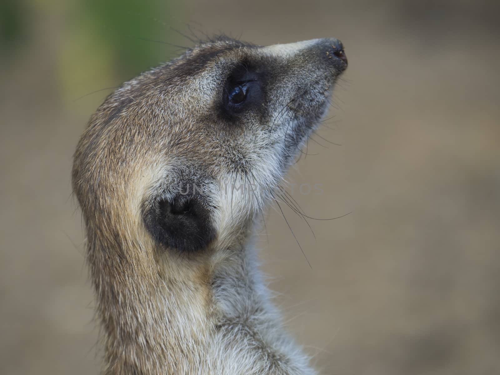 Close up portrait of meerkat or suricate, Suricata suricatta profile side view, selective focus, copy space for text by Henkeova