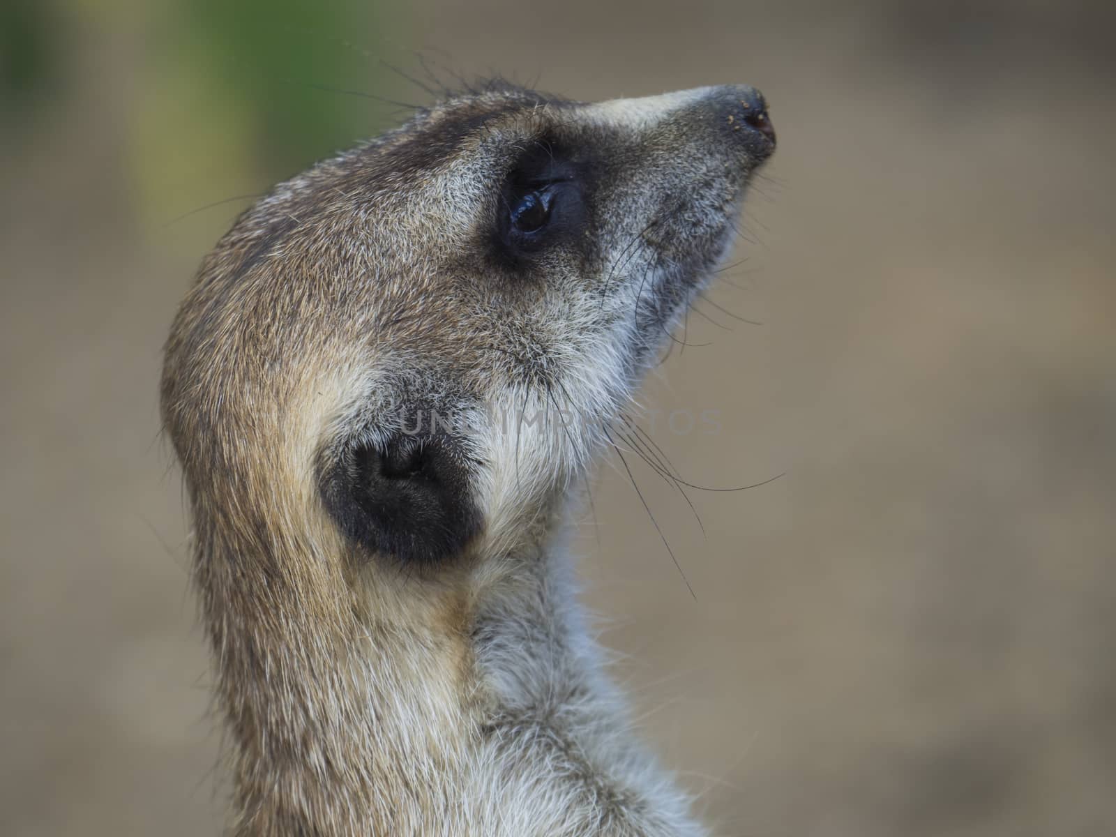 Close up portrait of meerkat or suricate, Suricata suricatta profile side view, selective focus, copy space for text.