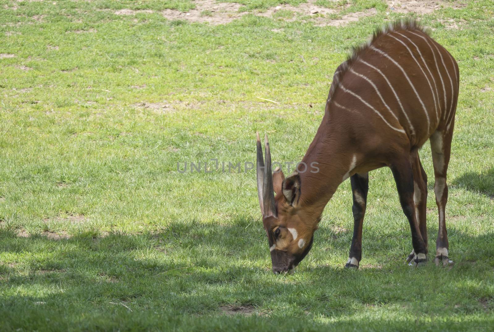 Close up portrait of a Eastern mountain bongo Tragelaphus eurycerus isaaci grazing in a grass pasture, critically endangered animal specie from Africa. Wildlife animal forest antelope by Henkeova