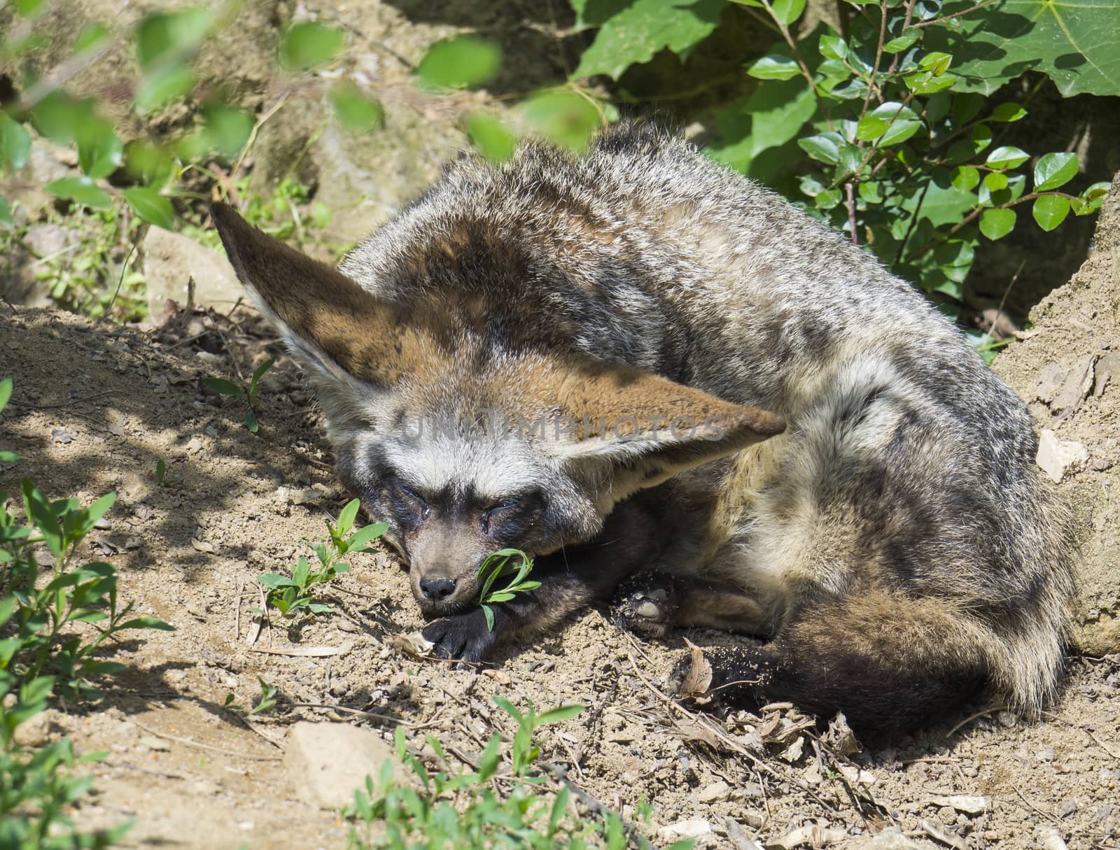 Close up Bat-eared fox, Otocyon megalotis lying on a ground and sleeping.