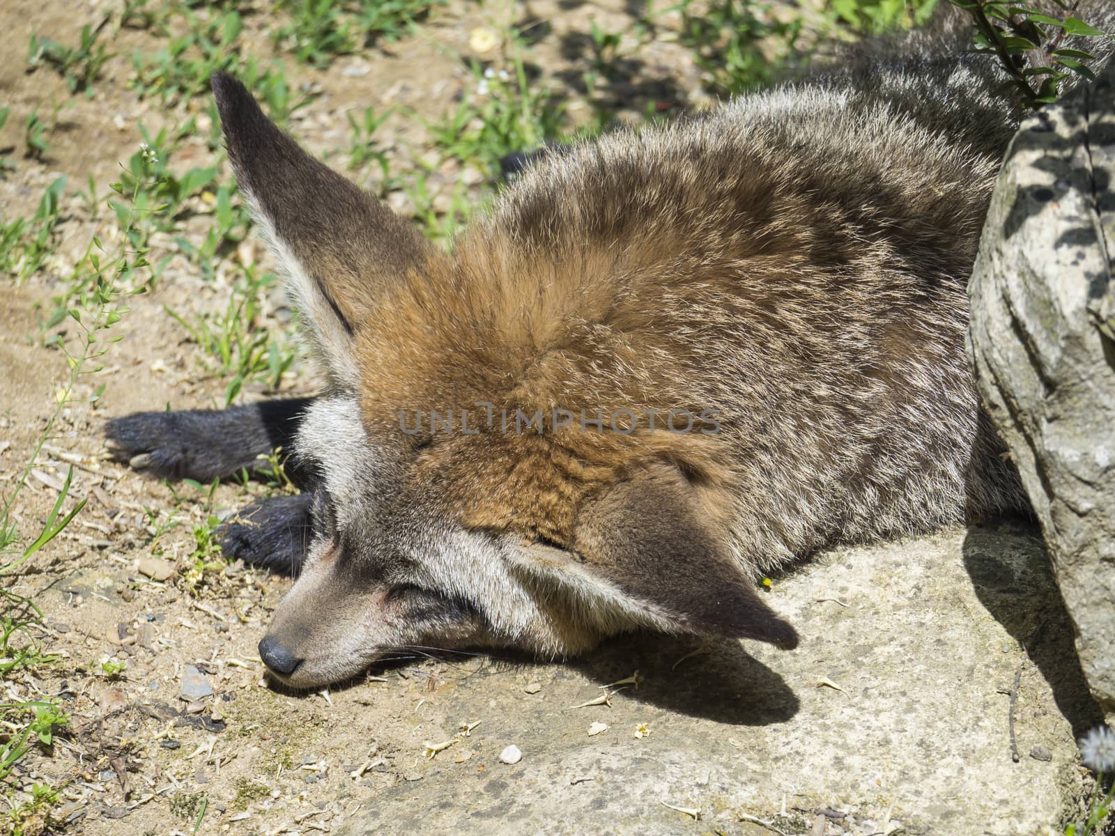 Close up Bat-eared fox, Otocyon megalotis lying on a ground and sleeping by Henkeova