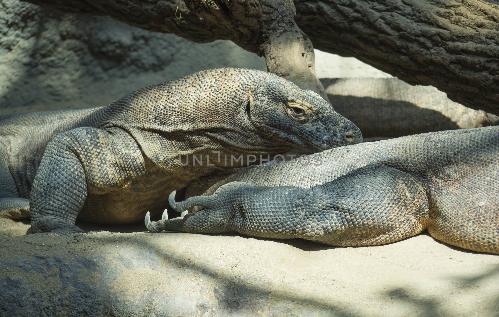 Close up portrait of Komodo Dragon lying anf resting. Varanus komodoensis also known as the Komodo monitor, is a large species of lizard found in the Indonesian islands of Komodo, selective focus, copy space