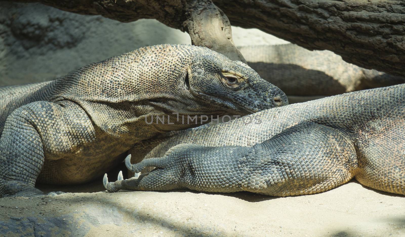 Close up portrait of Komodo Dragon lying anf resting. Varanus komodoensis also known as the Komodo monitor, is a large species of lizard found in the Indonesian islands of Komodo, selective focus, copy space. by Henkeova