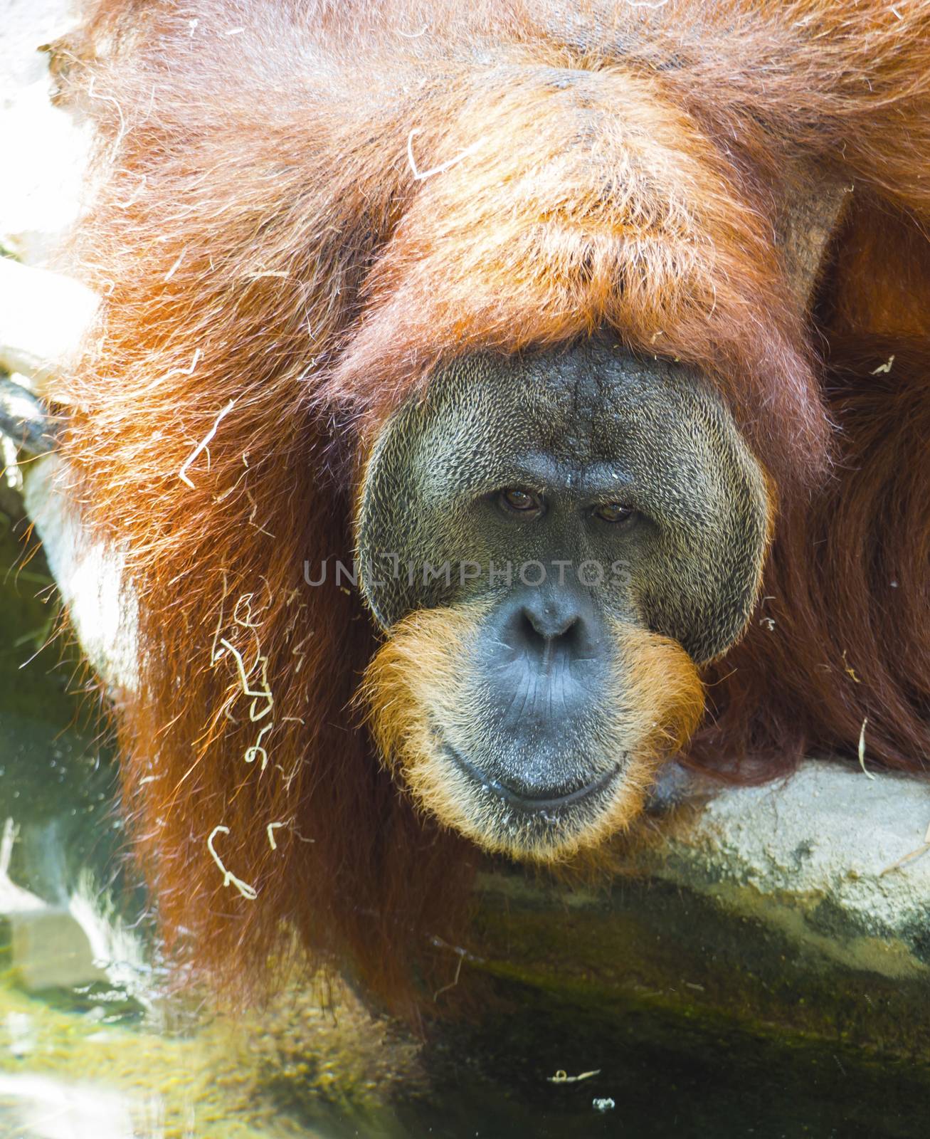Close-up portrait of an adult male of Sumatran orangutan, Pongo abelii sad looking, frot view. Sumatran orangutan is endemic to the north of Sumatra and is critically endangered