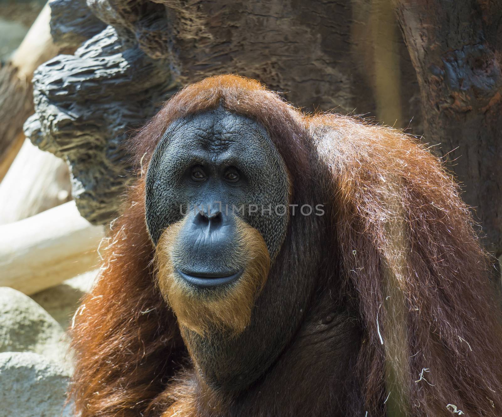 Portrait of male Sumatran orangutan, Pongo abelii sad looking, frot view. Sumatran orangutan is endemic to the north of Sumatra and is critically endangered. by Henkeova