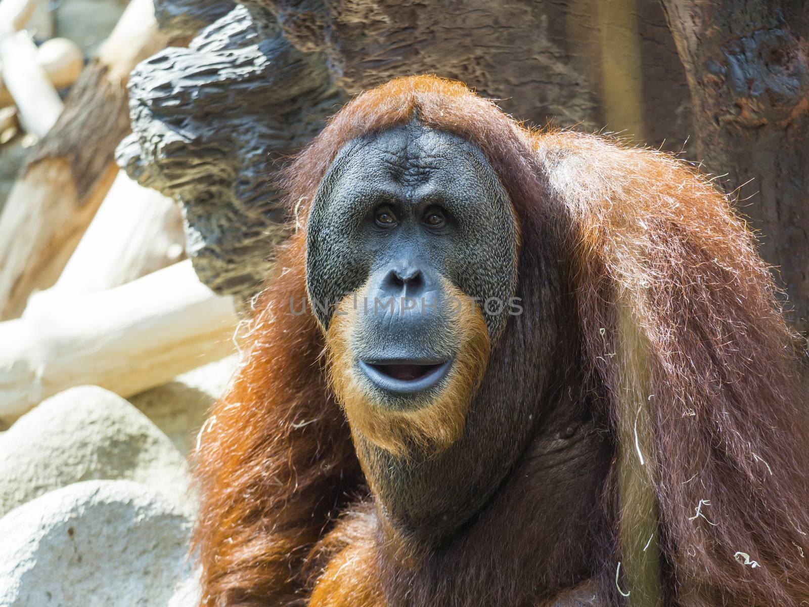 Close-up portrait of an adult male of Sumatran orangutan, Pongo abelii sad looking, frot view. Sumatran orangutan is endemic to the north of Sumatra and is critically endangered