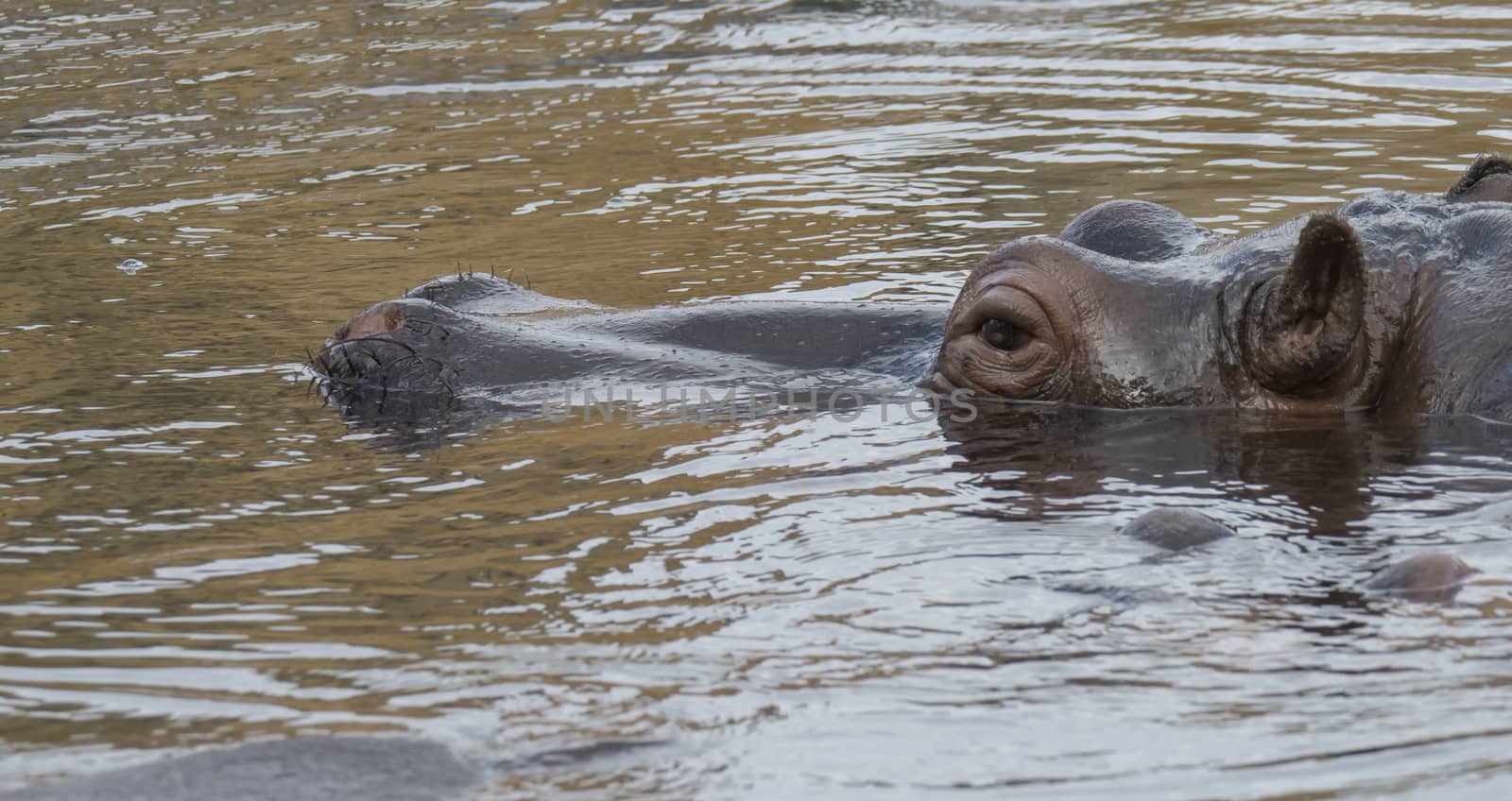 Close up portrait of a hippopotamus head, Hippopotamus amphibius lying hipoin swiming in the water focus on eye by Henkeova