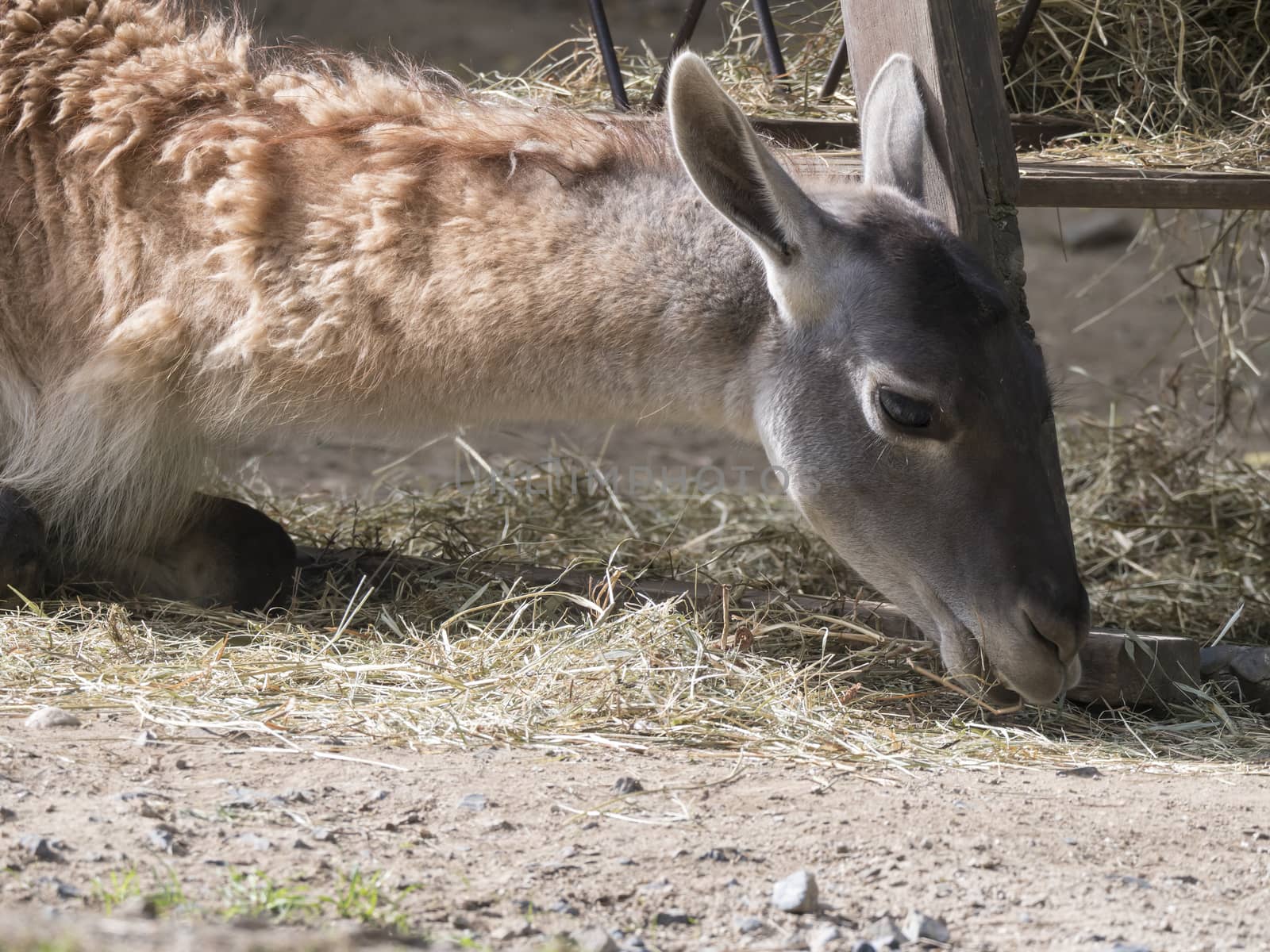 lying and eating Guanaco Lama Guanaco Lama guanicoe head shot profile portrait in stall.