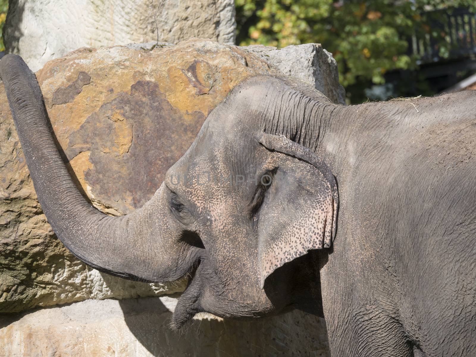 Close up portrait of happy smiling Asian elephant calf, head shot. Selective focus