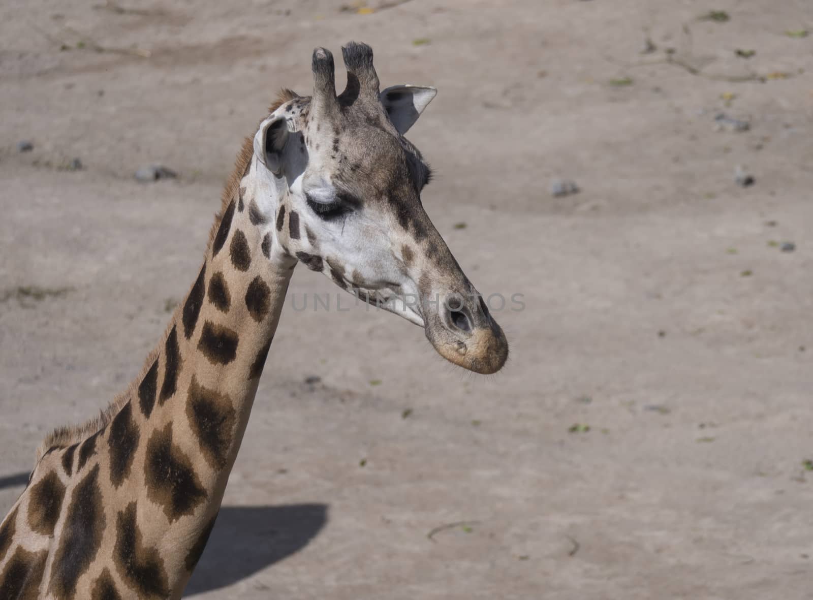Close up portrait of giraffe head, Giraffa camelopardalis camelopardalis Linnaeus, profile view, beige bokeh background by Henkeova