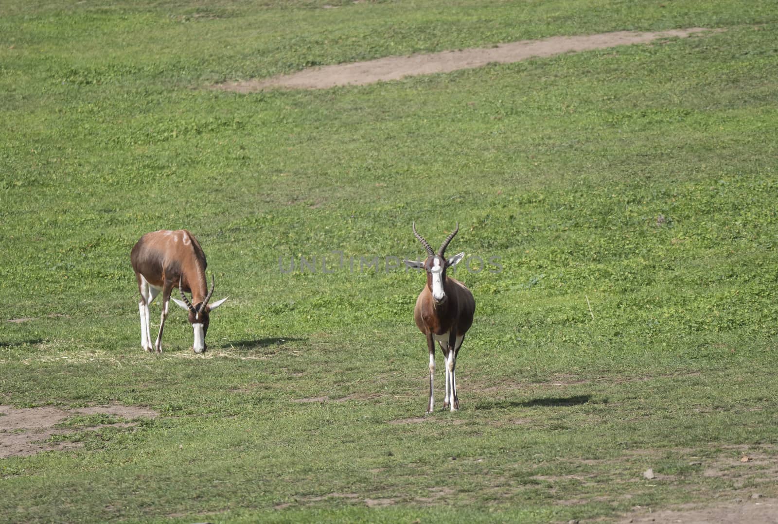 Two adult Blesbok or blesbuck antelope, Damaliscus pygargus phillipsi, brown animal with horns, white blaze on the face, endemic to South Africa and Swaziland, grazing on green grass by Henkeova